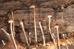 Psathyrella senex