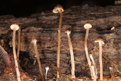 Psathyrella senex