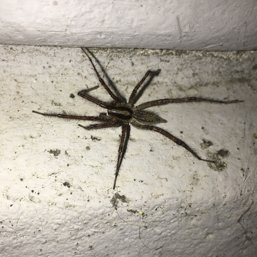 Potter's Grass Spider