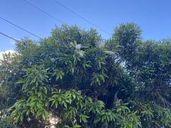 Buckinghamia celsissima