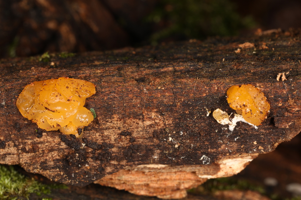 Dacrymyces sp. 'IN01'
