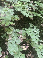 Adiantum raddianum