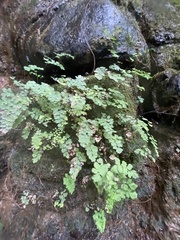 Adiantum raddianum