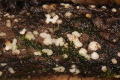 Physisporinus