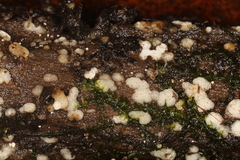 Physisporinus
