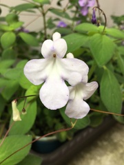 Didymocarpoideae