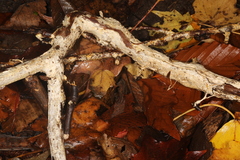 Perenniporia bostonensis