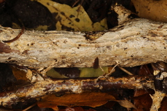 Perenniporia bostonensis