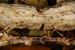 Perenniporia bostonensis
