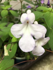 Didymocarpoideae