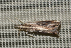 Catoptria verellus