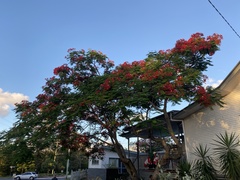 Delonix regia