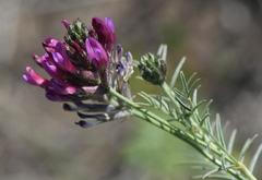Astragalus cornutus
