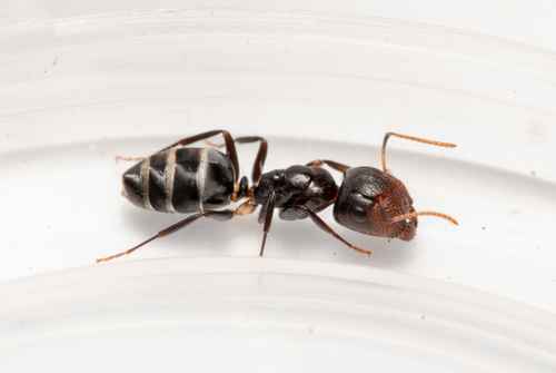 麦凯弓背蚁Camponotus mackayensis
