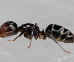 Camponotus mackayensis