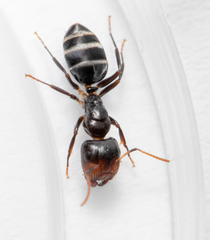 Camponotus mackayensis