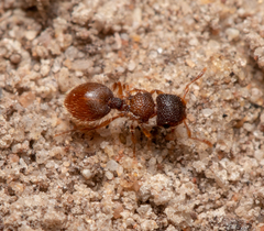 Meranoplus froggatti