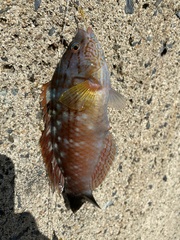 Pseudolabrus sieboldi