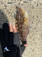 Pseudolabrus sieboldi