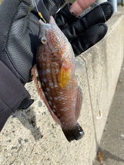 Pseudolabrus sieboldi