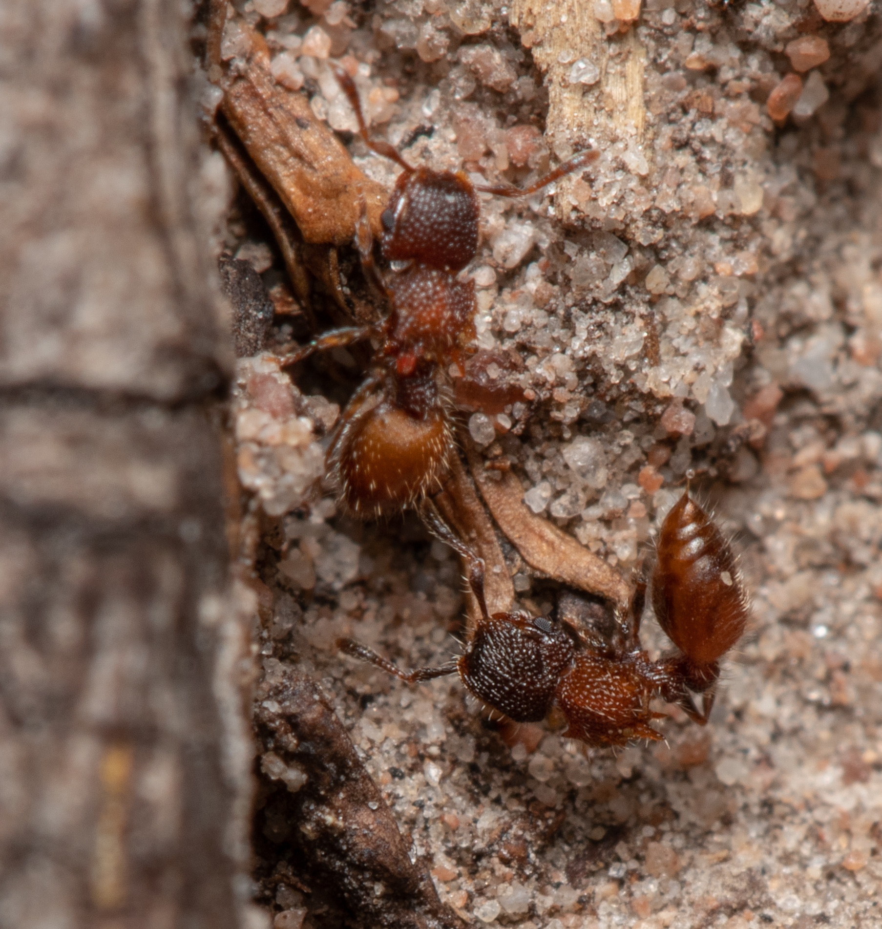 Meranoplus puryi
