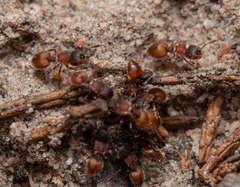 Meranoplus puryi