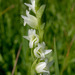 Starry Ladies' Tresses - Photo (c) 2009 Keir Morse, some rights reserved (CC BY-NC-SA)