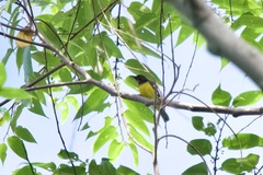 Anthreptes malacensis