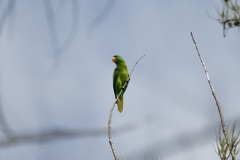 Tanygnathus lucionensis