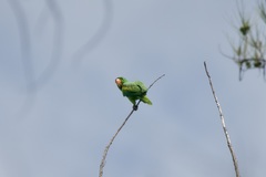Tanygnathus lucionensis