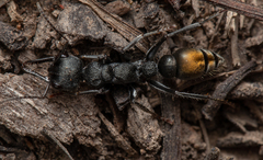 Myrmecia gilberti