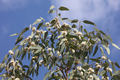 Eucalyptus prava