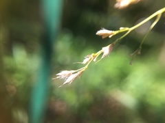 Spodiopogon formosanus