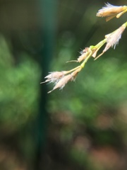 Spodiopogon formosanus