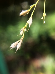 Spodiopogon formosanus