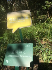 Spodiopogon formosanus