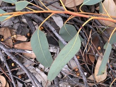 Eucalyptus prava