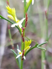 Symphionema paludosum