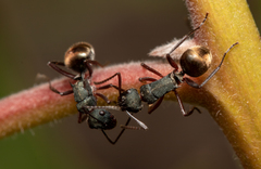 Polyrhachis lydiae