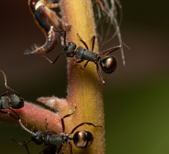 Polyrhachis lydiae