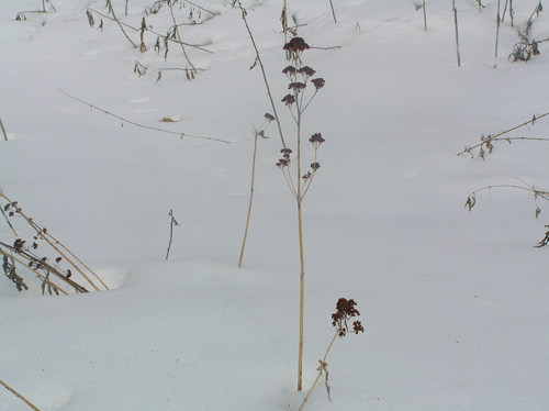 Hylotelephium verticillatum iNat (1)