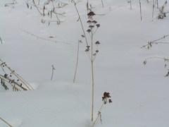 Hylotelephium verticillatum