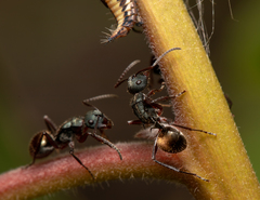 Polyrhachis lydiae