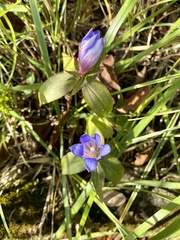 Gentiana scabra buergeri