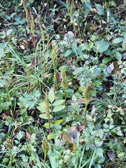 Sceptridium ternatum