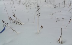 Hylotelephium verticillatum