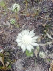 Actinotus leucocephalus