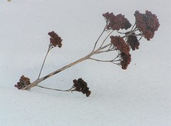 Hylotelephium verticillatum