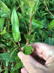 Persicaria dichotoma