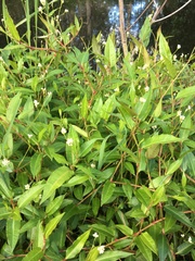 Persicaria dichotoma